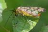 Panorpa sp.